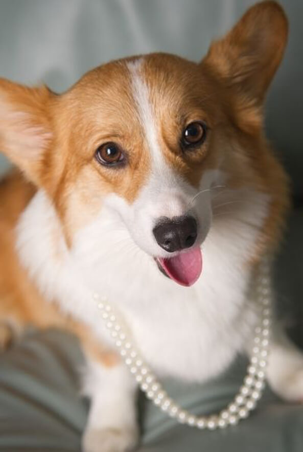 love your pet