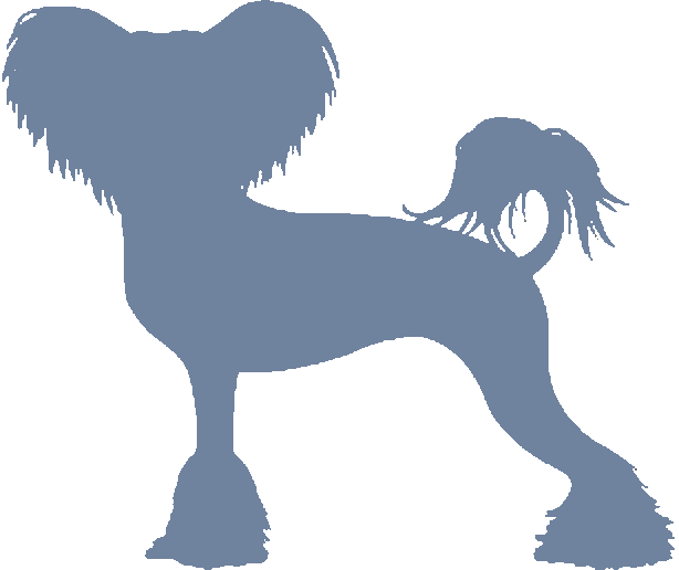 Chinese Crested