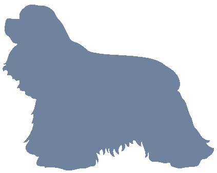 Cocker Spaniel