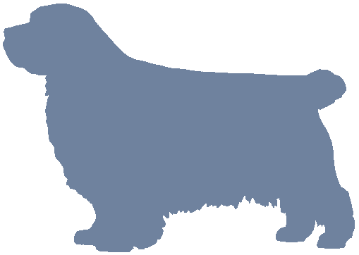 Clumber Spaniel