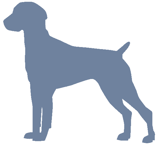 German Shorthair Pointer