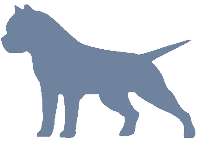 American Bully