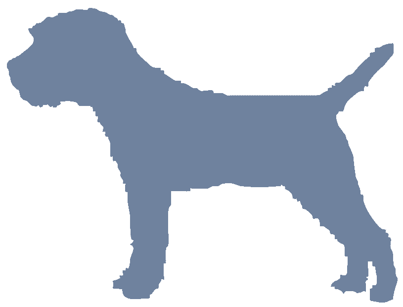 Border Terrier