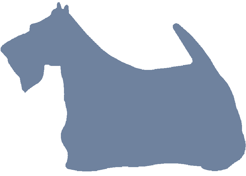Wire Terrier