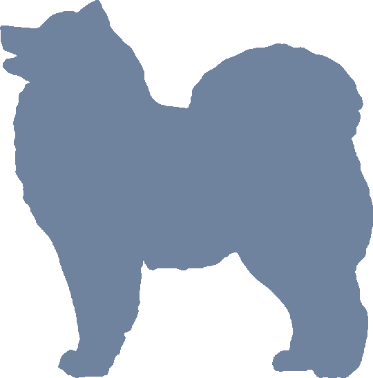 Samoyed
