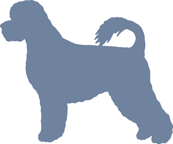 Portuguese Water Dog