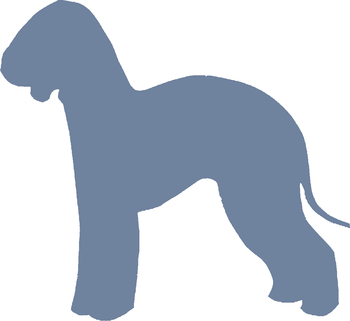 Bedlington Terrier