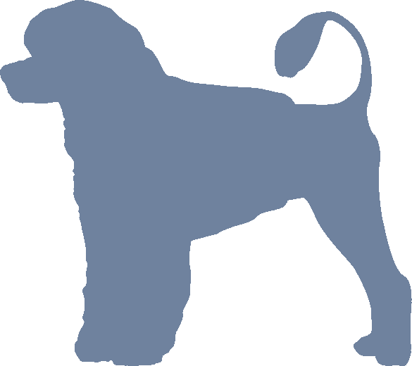 Portuguese Water Dog