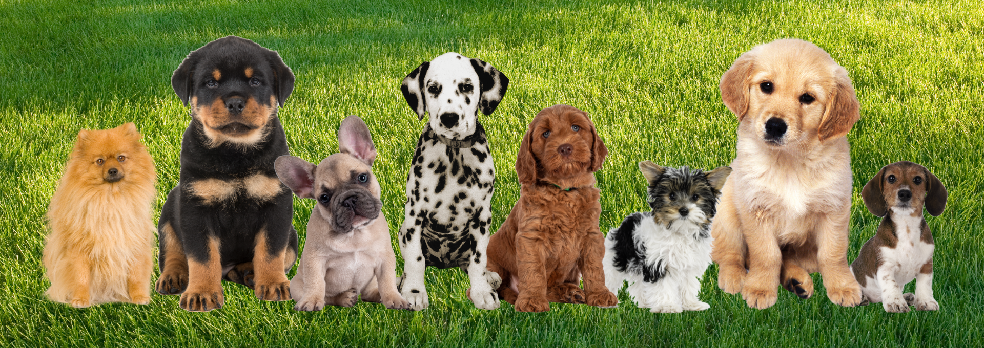 Puppy Breeder Referral