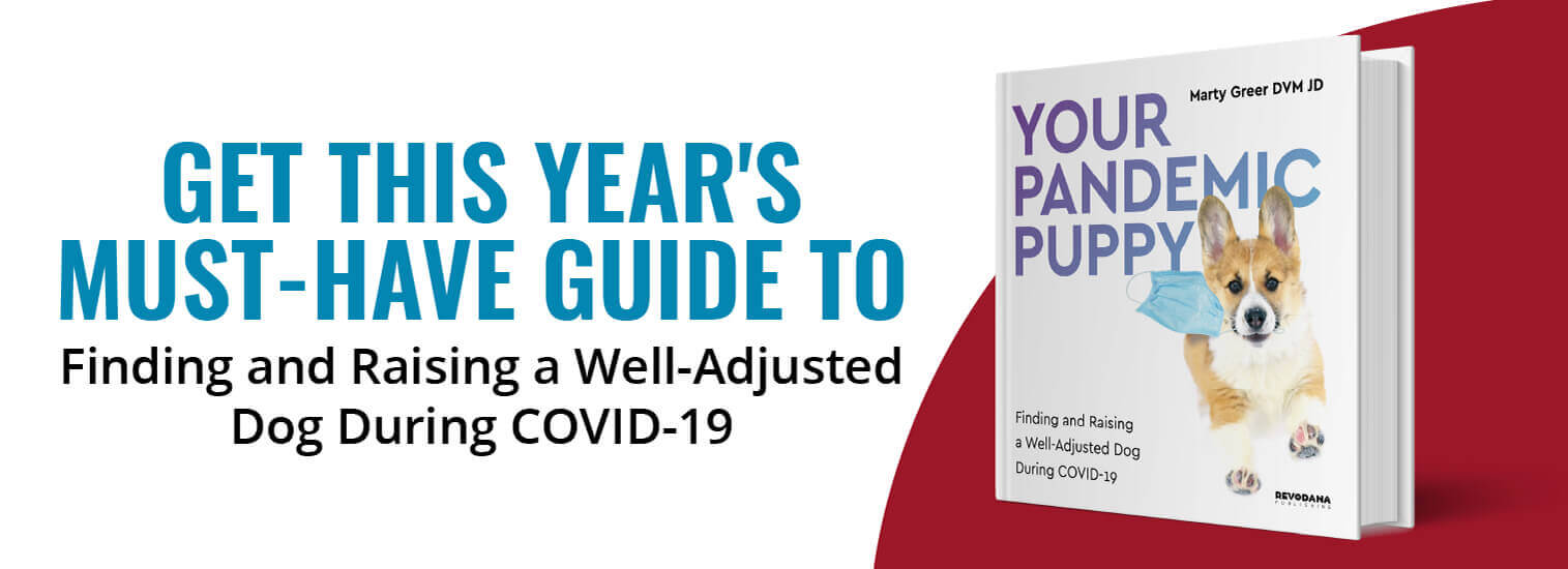 Top Rated Local Veterinarians Veterinary Village