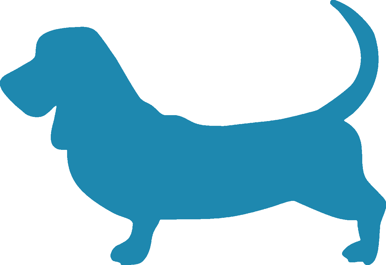 Basset Hound