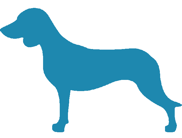 Bavarian Mountain Scenthound