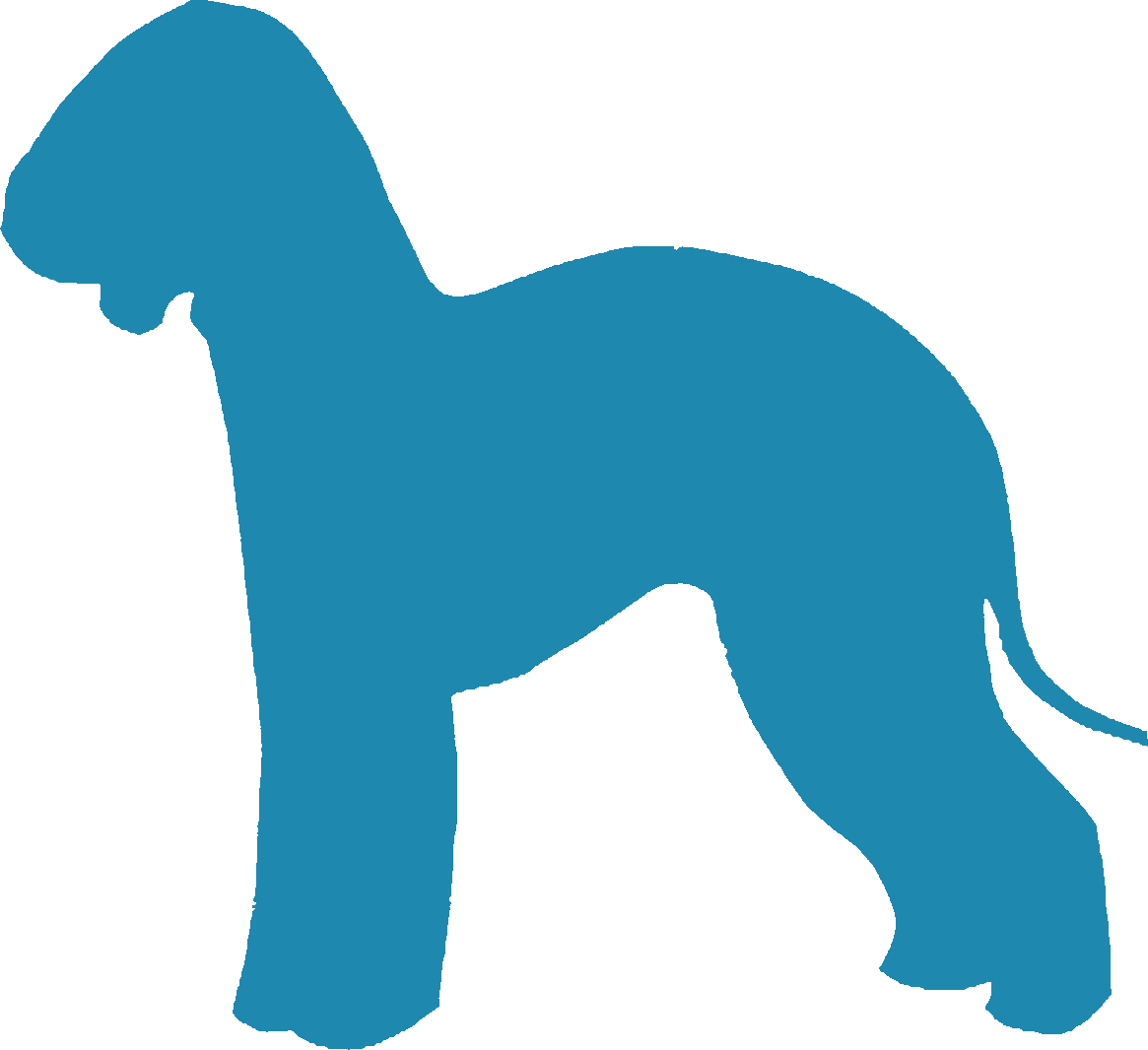 Bedlington Terrier