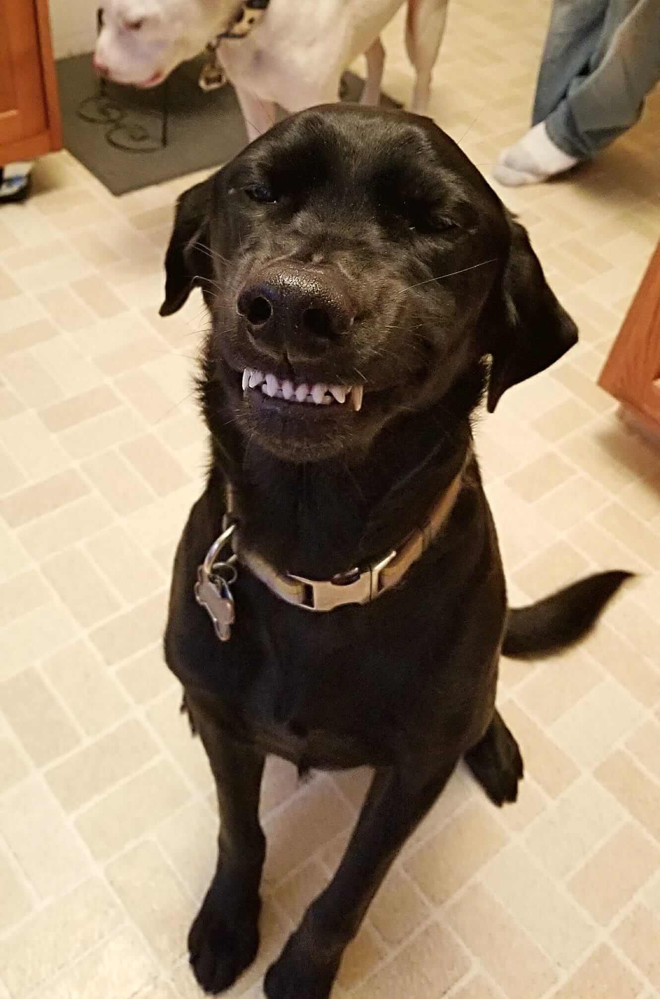 Smiling Lab