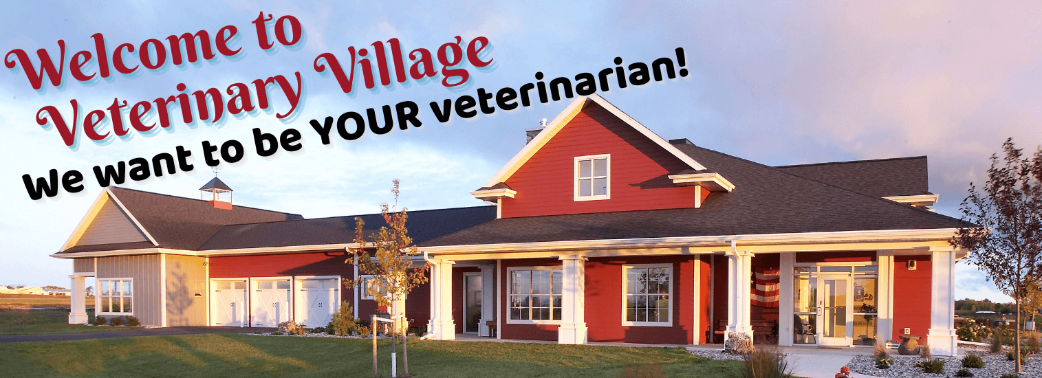 middle village animal hospital middle village animal hospital