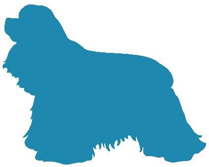Cocker Spaniel