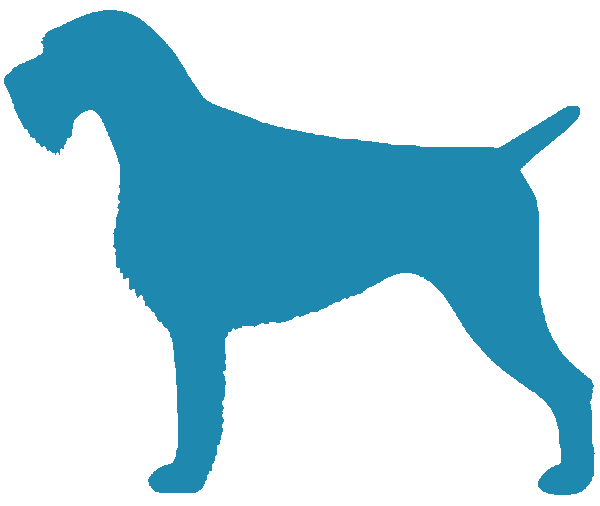 German Wirehair Pointer