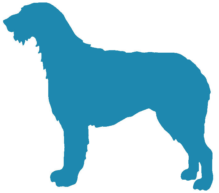 Irish Wolfhound
