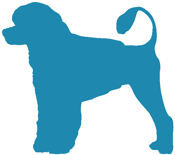Portuguese Water Dog