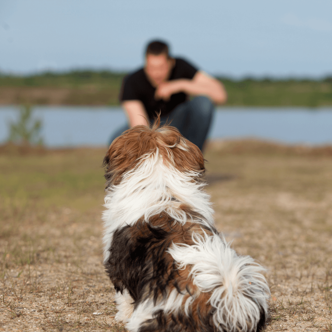 Puppy Training