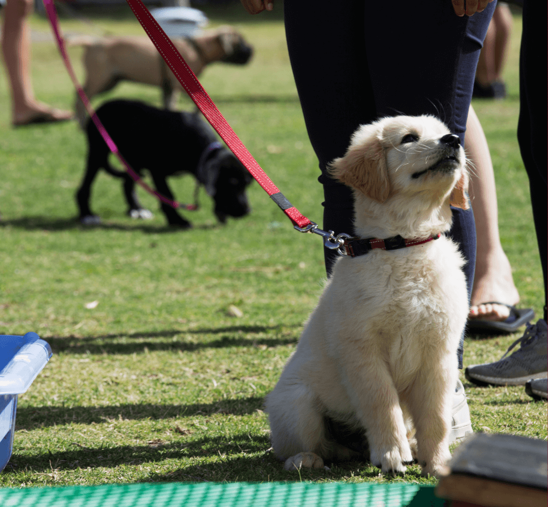 Puppy Training