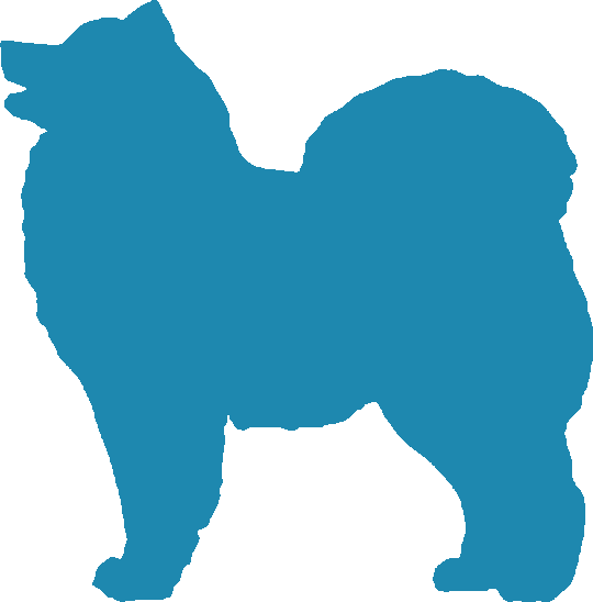 Samoyed