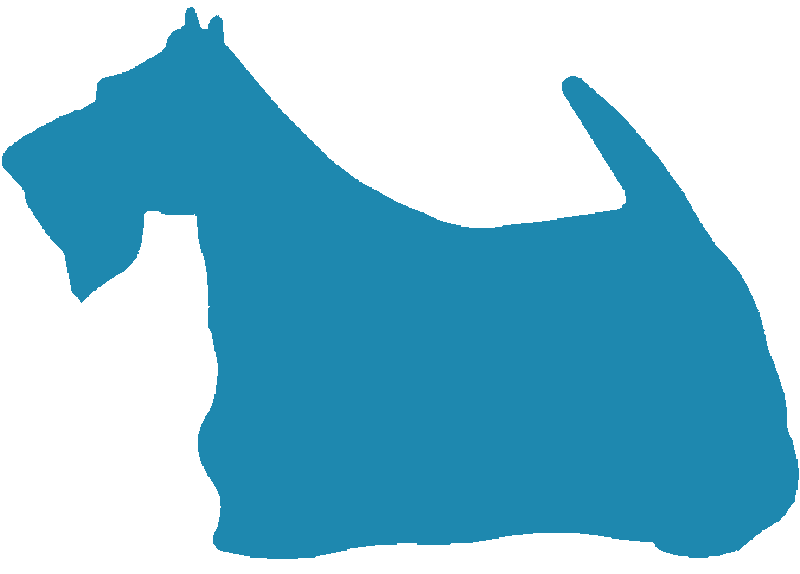 Scottish Terrier