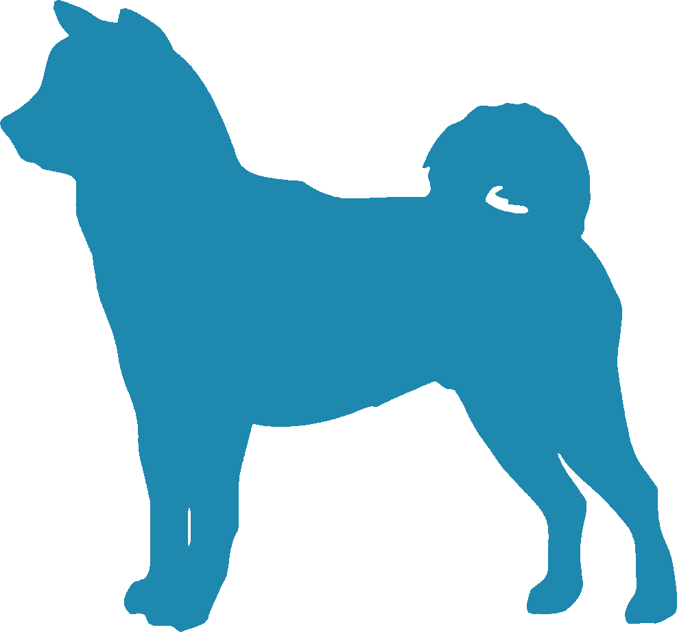 Shiba Inu