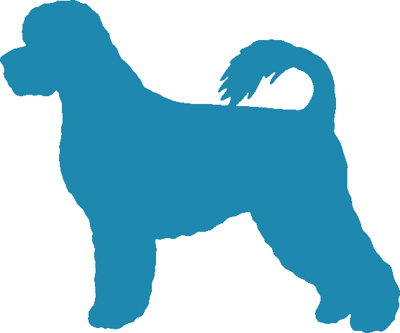 Spanish Water Dog