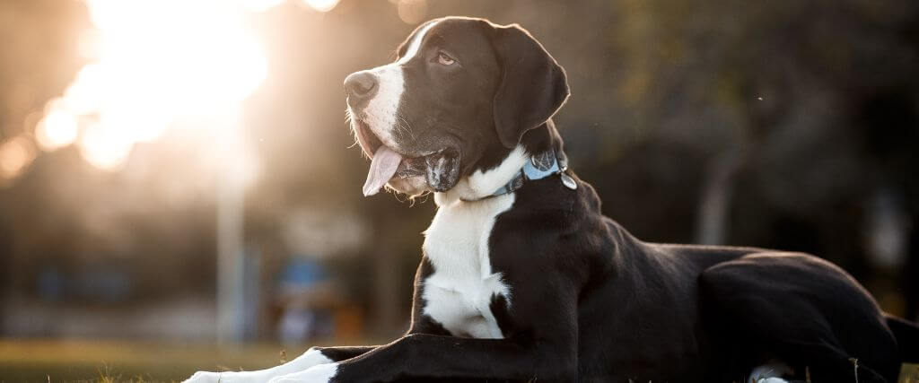 Great Danes are prone to bloat and gastropexy is often recommended for the breed