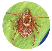 American Dog Tick