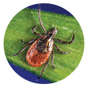 Deer Tick