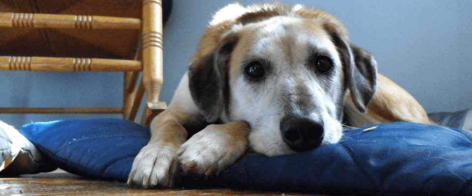 Recognizing-pain-blog-header.png