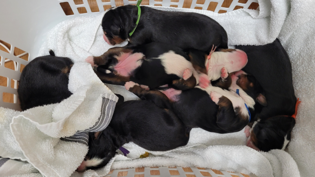 Lucy Meins Litter