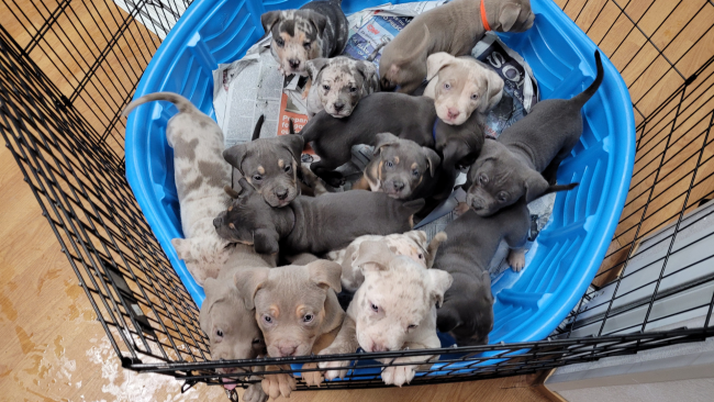 Vali Gray Litter