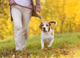 The Miraculous Benefits of Librela for Dogs: A Game Changer for Canine OA Pain Control