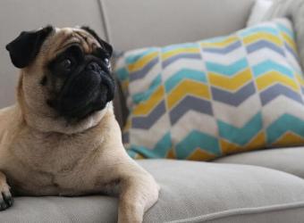 Caring for Brachycephalic Dogs and Cats: A Guide to Managing Breathing, Digestion, and Daily Care