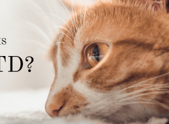 What Is Feline Lower Urinary Tract Disease (FLUTD)?