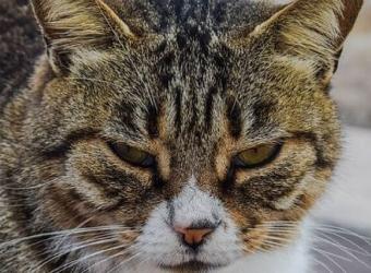 Commercial Rodenticide Emits Gas Toxic to Pets and Humans