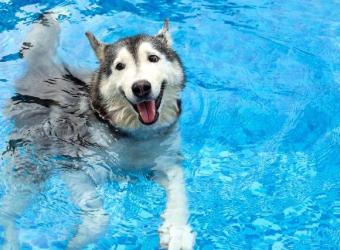 What You Need to Know About a Summer Cut for Dogs Before You Pick Up Those Clippers