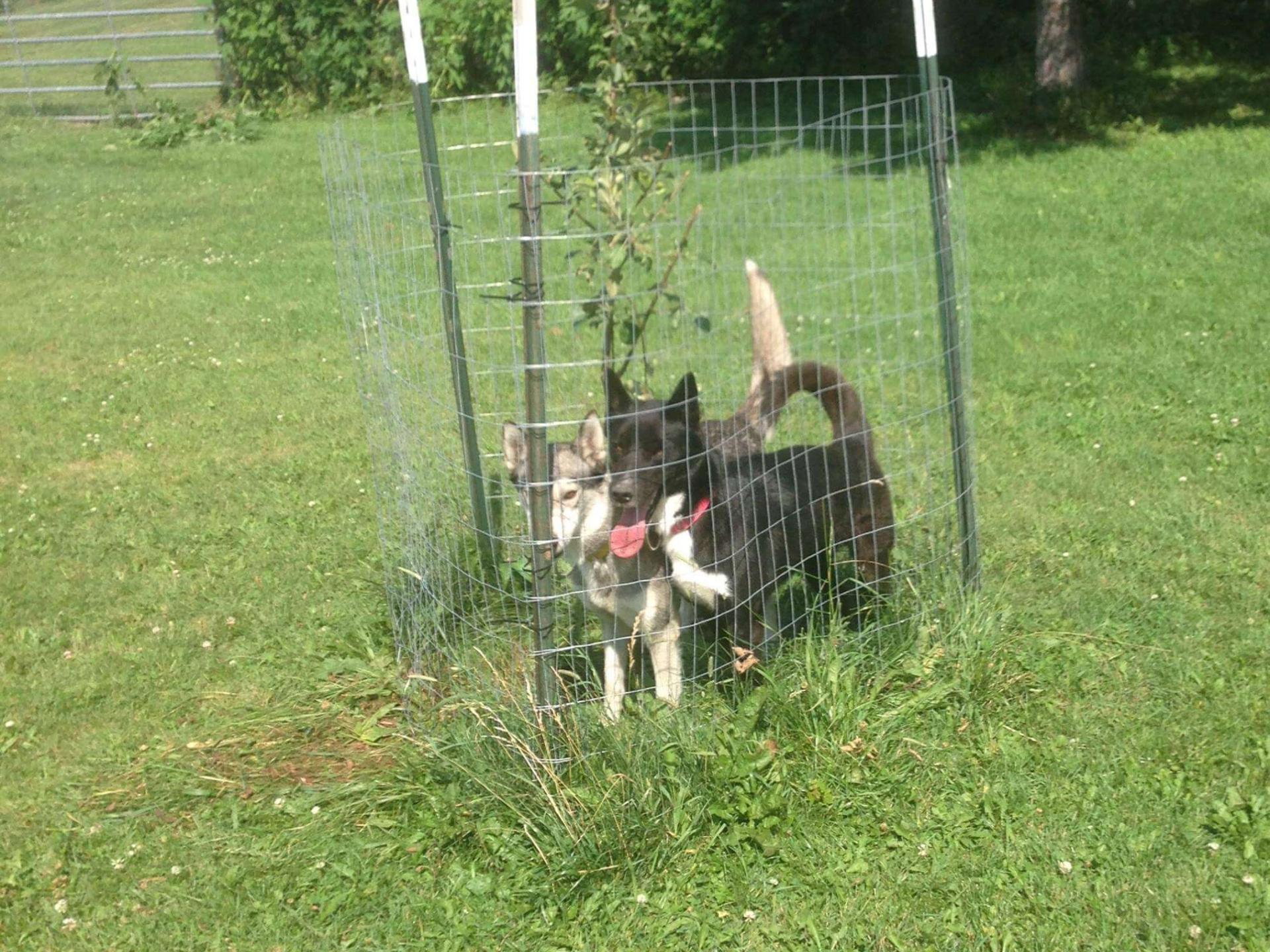 11-2018-Dog-Show-Group--Adrienne-Hagan-Hill-and-The-Idiot-Group.jpg November 2018 Photo Contest Winner